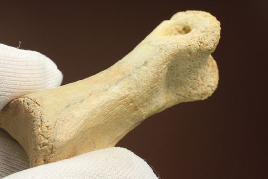 一級標本ティラノサウルスのハンドクロウ(T-rex hand claw) 接骨付き(その9)