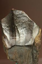 幅広！トリケラトプスの歯化石