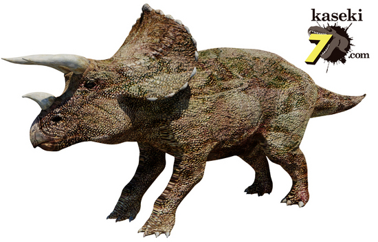 硬い植物を食べた、トリケラトプスの歯化石(Triceratops)（その2）