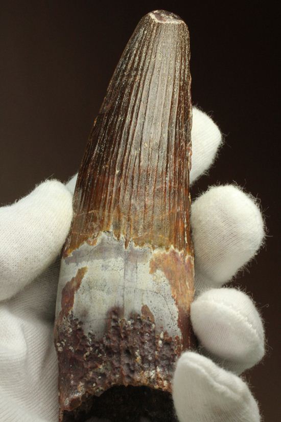 肉食最大恐竜スピノサウルスの10cm越え歯化石(Spinosaurus)(その1)