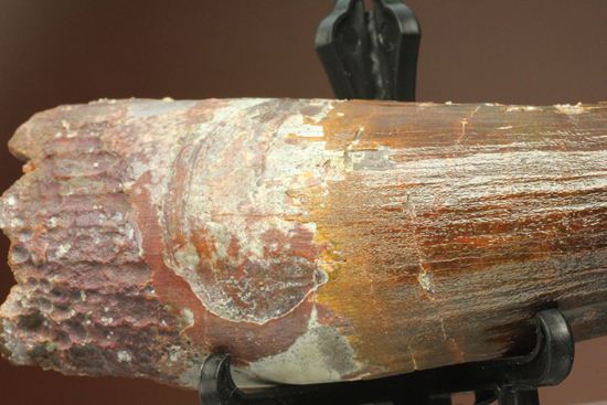 肉食最大恐竜スピノサウルスの10cm越え歯化石(Spinosaurus)(その10)