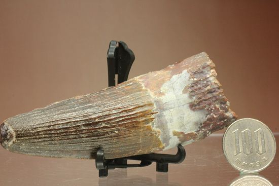 肉食最大恐竜スピノサウルスの10cm越え歯化石(Spinosaurus)(その11)