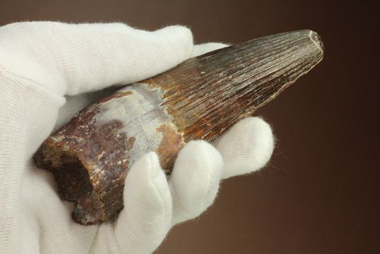 肉食最大恐竜スピノサウルスの10cm越え歯化石(Spinosaurus)(その12)