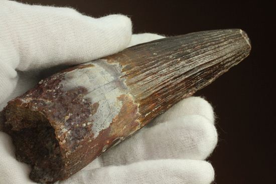 肉食最大恐竜スピノサウルスの10cm越え歯化石(Spinosaurus)(その13)