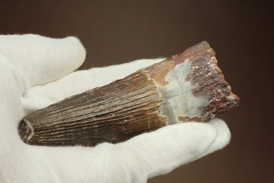 肉食最大恐竜スピノサウルスの10cm越え歯化石(Spinosaurus)(その14)