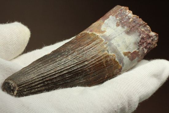 肉食最大恐竜スピノサウルスの10cm越え歯化石(Spinosaurus)(その15)