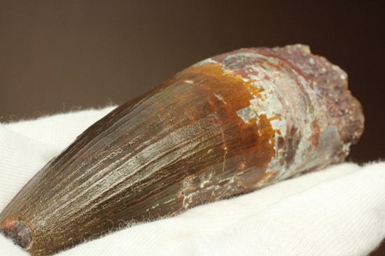 肉食最大恐竜スピノサウルスの10cm越え歯化石(Spinosaurus)(その16)