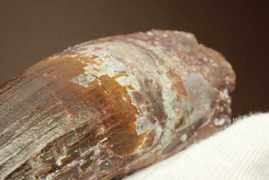 肉食最大恐竜スピノサウルスの10cm越え歯化石(Spinosaurus)(その17)