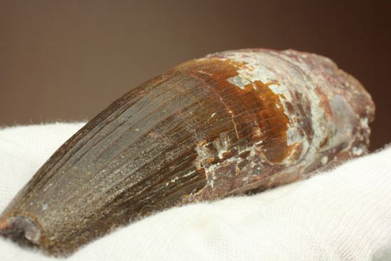 肉食最大恐竜スピノサウルスの10cm越え歯化石(Spinosaurus)(その18)