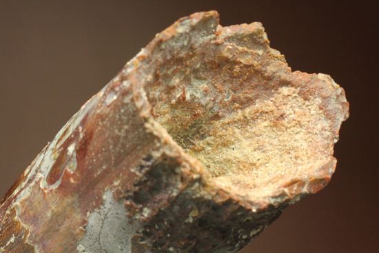 肉食最大恐竜スピノサウルスの10cm越え歯化石(Spinosaurus)(その19)
