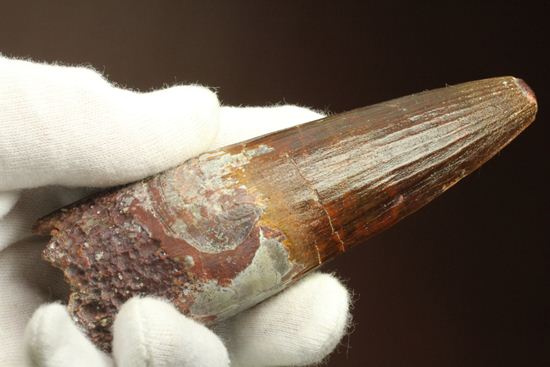 肉食最大恐竜スピノサウルスの10cm越え歯化石(Spinosaurus)(その2)