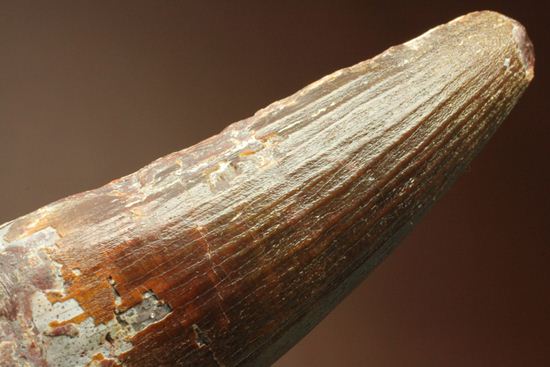 肉食最大恐竜スピノサウルスの10cm越え歯化石(Spinosaurus)(その20)