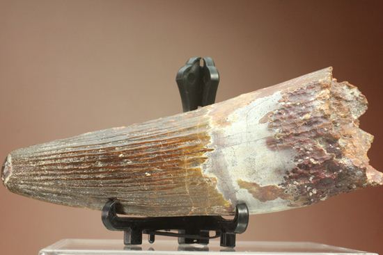 肉食最大恐竜スピノサウルスの10cm越え歯化石(Spinosaurus)(その3)