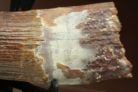 肉食最大恐竜スピノサウルスの10cm越え歯化石(Spinosaurus)(その6)