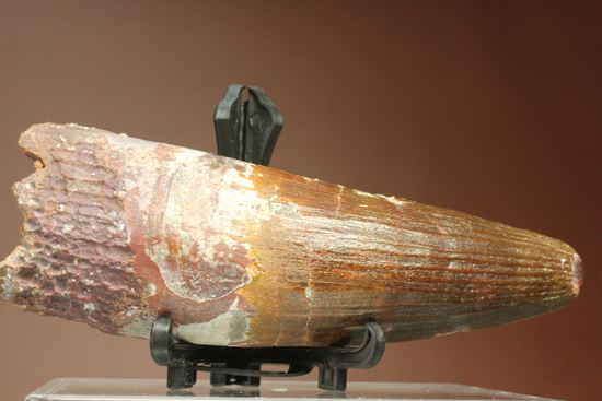 肉食最大恐竜スピノサウルスの10cm越え歯化石(Spinosaurus)(その7)