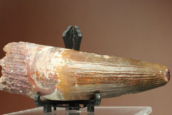 肉食最大恐竜スピノサウルスの10cm越え歯化石(Spinosaurus)(その8)