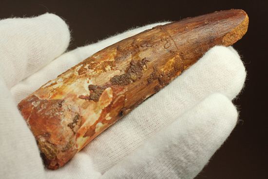 明るいブラウン色とルート部の重みが特徴!スピノサウルス歯化石(Spinosaurus)(その15)