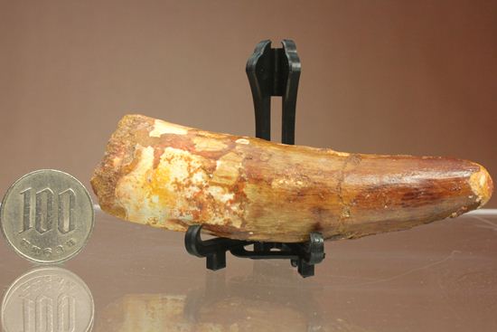 明るいブラウン色とルート部の重みが特徴!スピノサウルス歯化石(Spinosaurus)(その17)