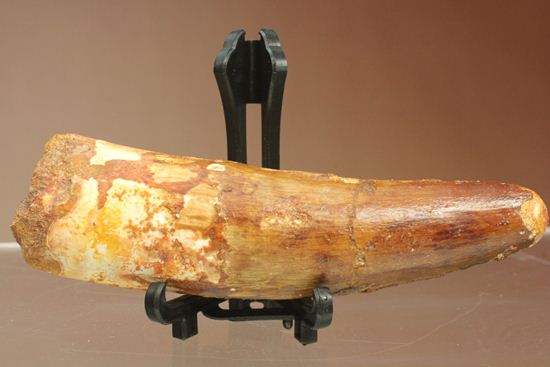 明るいブラウン色とルート部の重みが特徴!スピノサウルス歯化石(Spinosaurus)(その18)