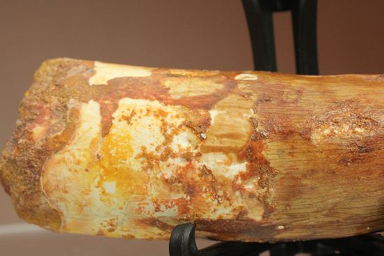 明るいブラウン色とルート部の重みが特徴!スピノサウルス歯化石(Spinosaurus)(その3)