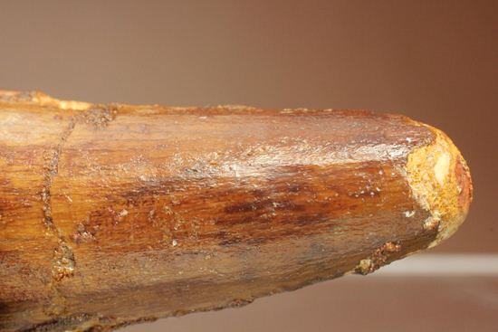 明るいブラウン色とルート部の重みが特徴!スピノサウルス歯化石(Spinosaurus)(その5)