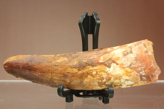 明るいブラウン色とルート部の重みが特徴!スピノサウルス歯化石(Spinosaurus)(その6)