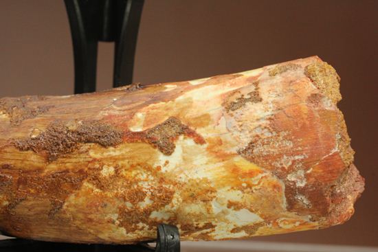 明るいブラウン色とルート部の重みが特徴!スピノサウルス歯化石(Spinosaurus)(その7)