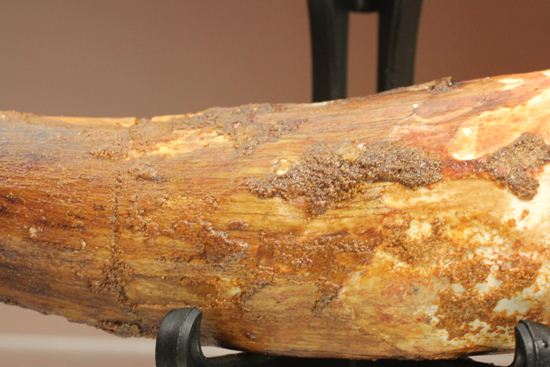 明るいブラウン色とルート部の重みが特徴!スピノサウルス歯化石(Spinosaurus)(その8)