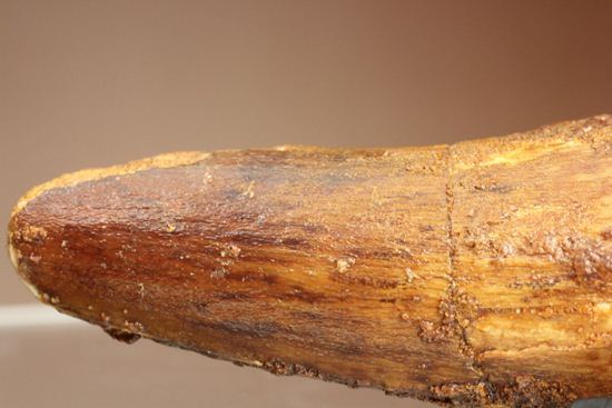 明るいブラウン色とルート部の重みが特徴!スピノサウルス歯化石(Spinosaurus)(その9)