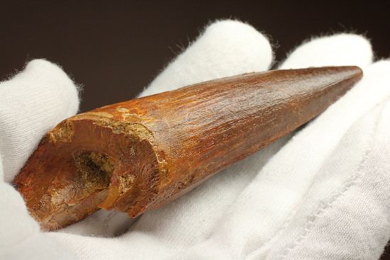 硬く保存状態のよいスピノサウルス歯(Spinosaurus)(その1)