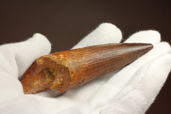 硬く保存状態のよいスピノサウルス歯(Spinosaurus)(その2)