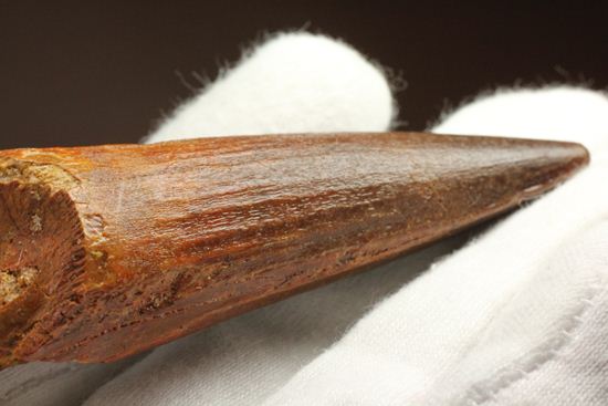 硬く保存状態のよいスピノサウルス歯(Spinosaurus)(その4)