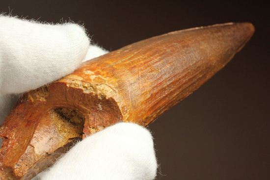硬く保存状態のよいスピノサウルス歯(Spinosaurus)(その6)
