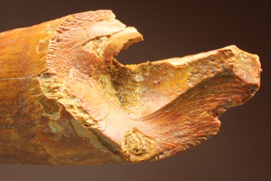 硬く保存状態のよいスピノサウルス歯(Spinosaurus)（その7）