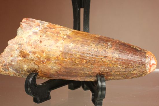 トゲを持つ恐竜こと、スピノサウルスの歯化石(Spinosausu)(その1)