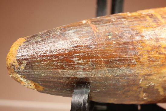トゲを持つ恐竜こと、スピノサウルスの歯化石(Spinosausu)(その10)
