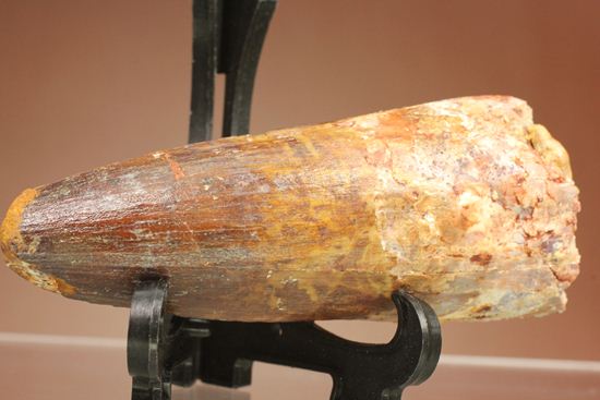 トゲを持つ恐竜こと、スピノサウルスの歯化石(Spinosausu)(その12)