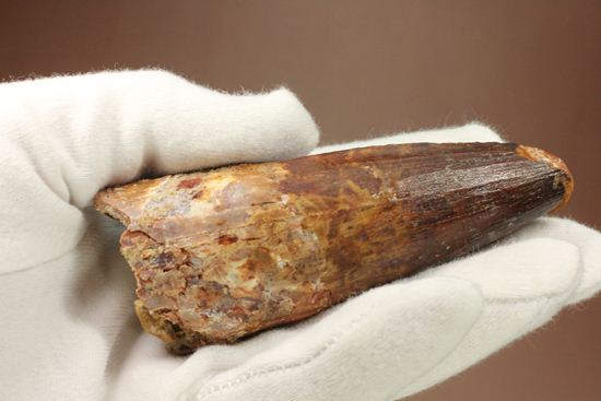 トゲを持つ恐竜こと、スピノサウルスの歯化石(Spinosausu)(その13)
