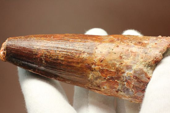 トゲを持つ恐竜こと、スピノサウルスの歯化石(Spinosausu)(その17)