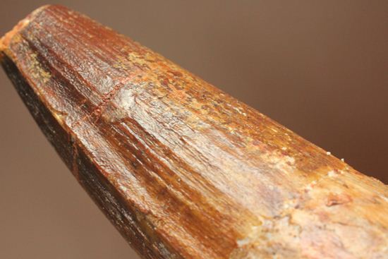トゲを持つ恐竜こと、スピノサウルスの歯化石(Spinosausu)(その18)