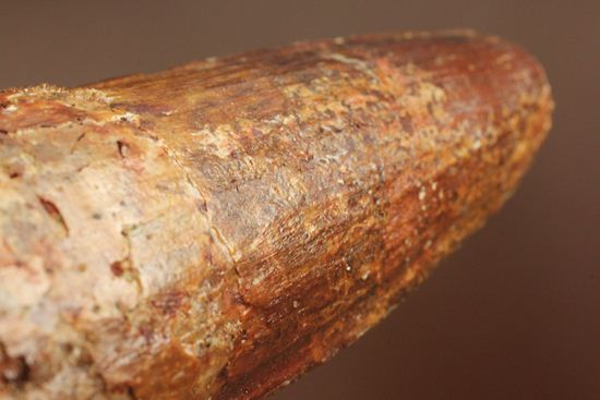 トゲを持つ恐竜こと、スピノサウルスの歯化石(Spinosausu)(その19)
