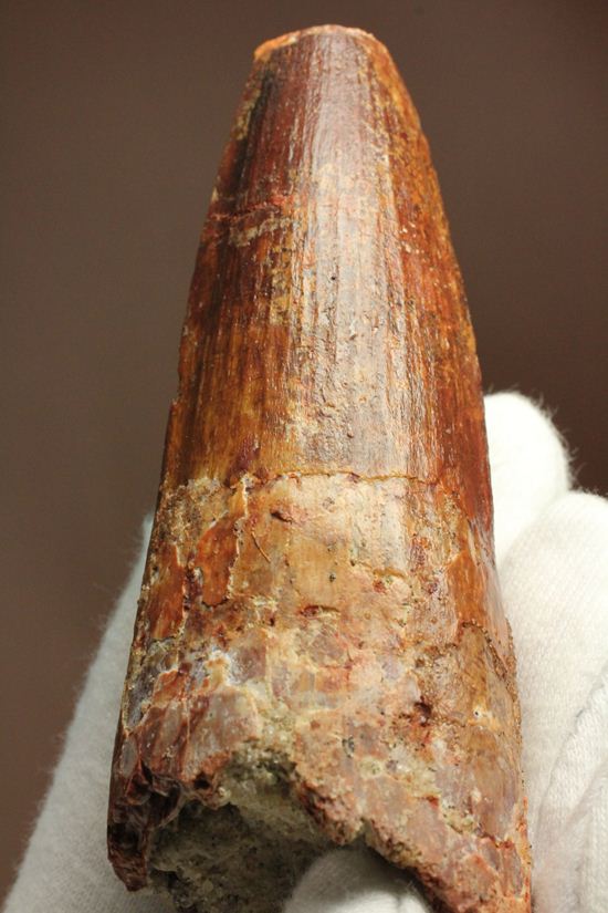 トゲを持つ恐竜こと、スピノサウルスの歯化石(Spinosausu)(その20)