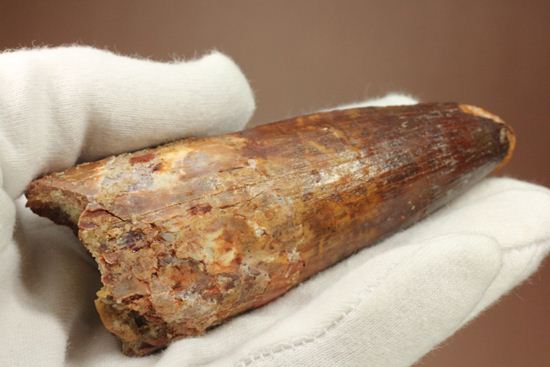 トゲを持つ恐竜こと、スピノサウルスの歯化石(Spinosausu)(その4)