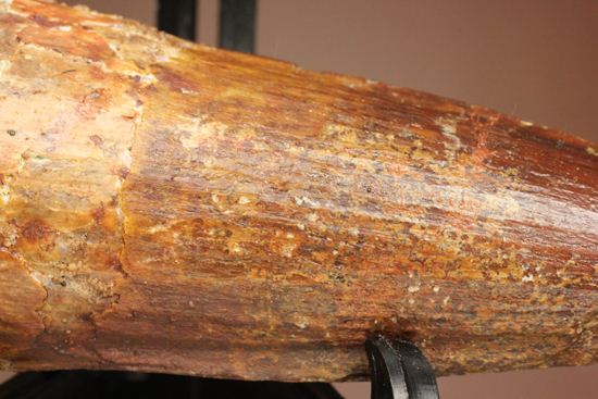 トゲを持つ恐竜こと、スピノサウルスの歯化石(Spinosausu)(その6)