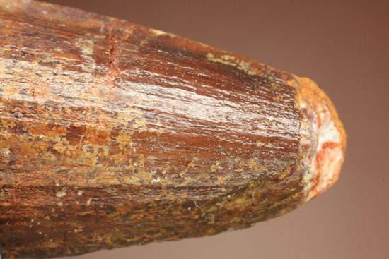 トゲを持つ恐竜こと、スピノサウルスの歯化石(Spinosausu)(その7)