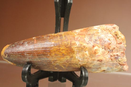 トゲを持つ恐竜こと、スピノサウルスの歯化石(Spinosausu)(その8)