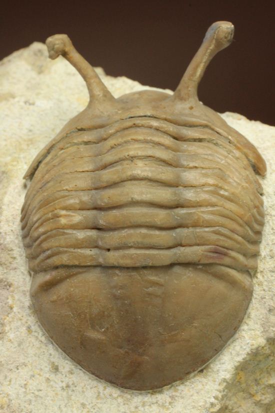 三角形の母岩に幅広ロシアン三葉虫が鎮座しています。アサフス・コワレフスキー(Asaphus Kowalewskii)(その1)