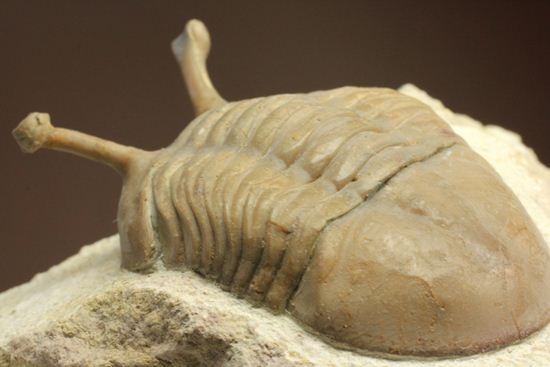 三角形の母岩に幅広ロシアン三葉虫が鎮座しています。アサフス・コワレフスキー(Asaphus Kowalewskii)(その10)