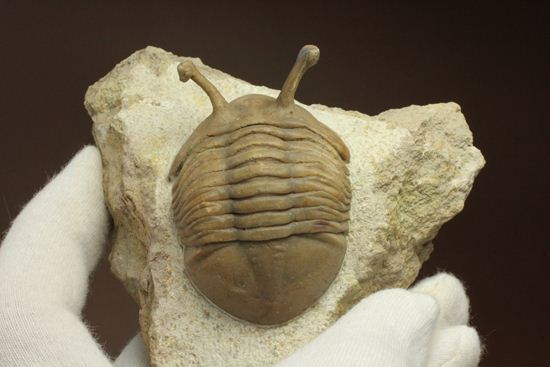 三角形の母岩に幅広ロシアン三葉虫が鎮座しています。アサフス・コワレフスキー(Asaphus Kowalewskii)(その12)