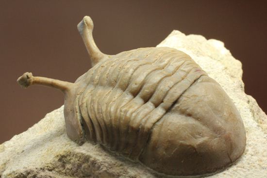 三角形の母岩に幅広ロシアン三葉虫が鎮座しています。アサフス・コワレフスキー(Asaphus Kowalewskii)(その13)